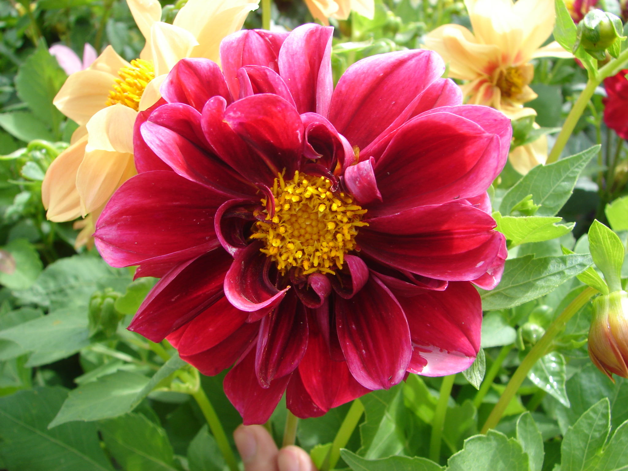 大丽花