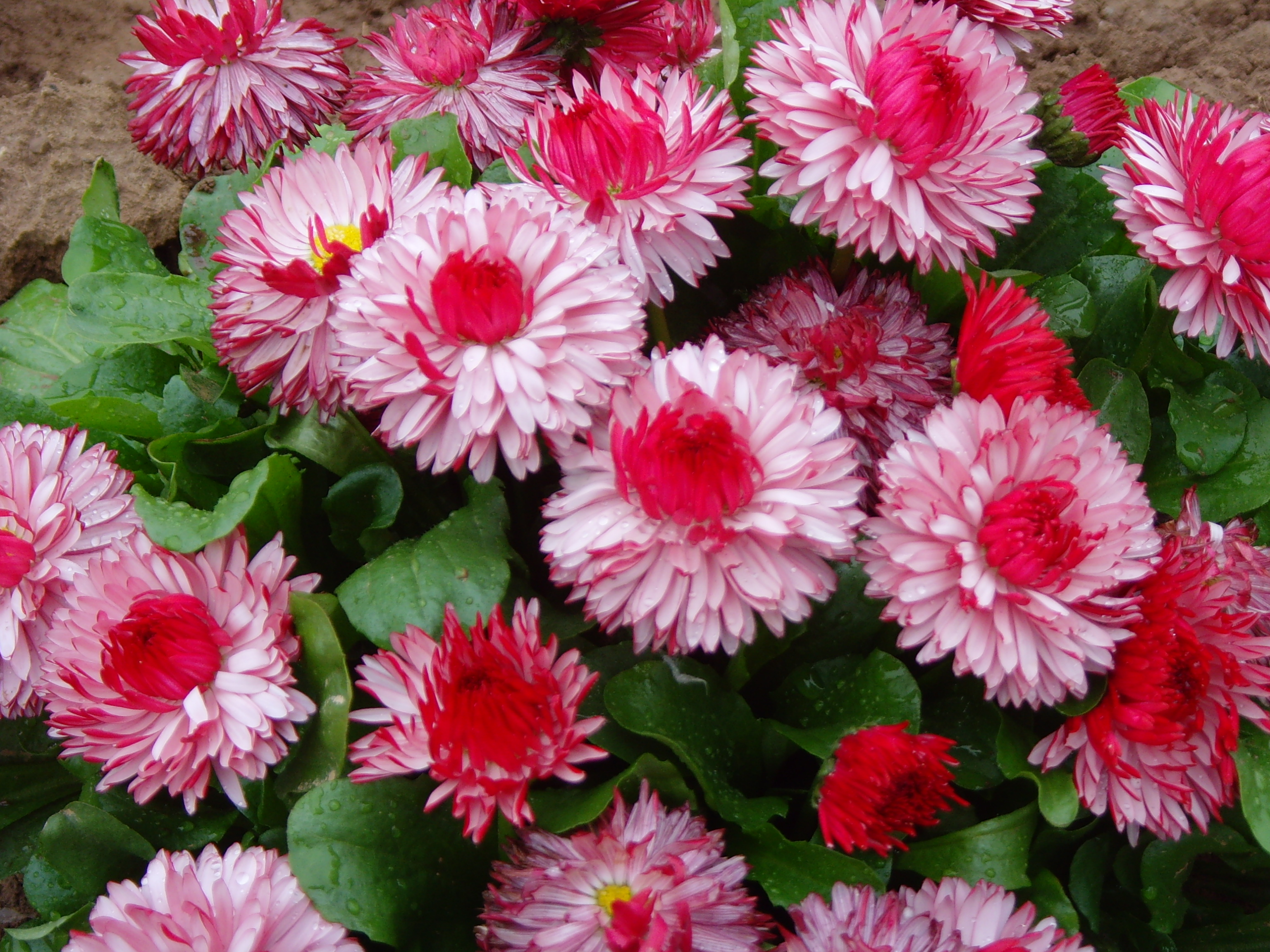 雏菊